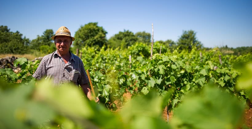 Winegrower in vineyard in Istria.