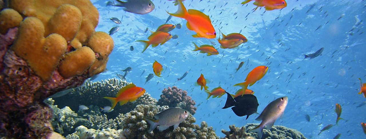 Bunte Fische am Korallenriff im roten Meer