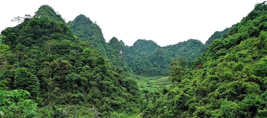 indigenous jungle in Vietnam