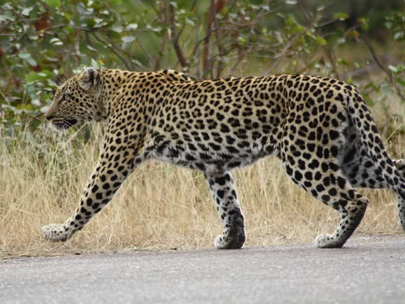Jaguar walking into the long grass