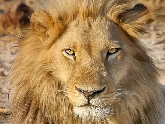 Close up of lions head