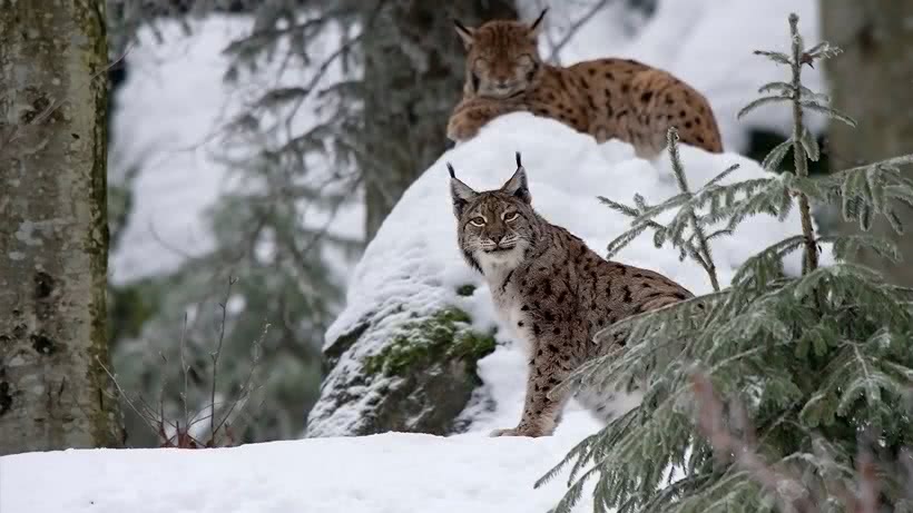 Ein Luchs in einem verschneiten Wald hält Wache, während der andere Luchs schläft