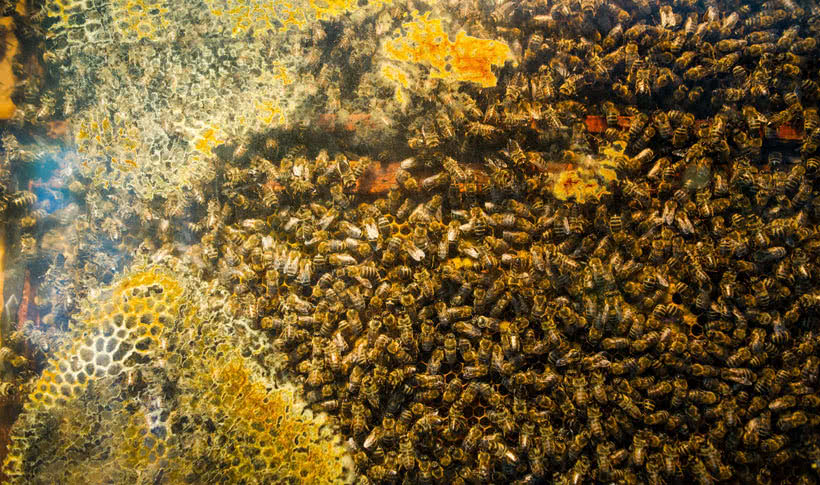 Hundreds of honey bees on honey comb