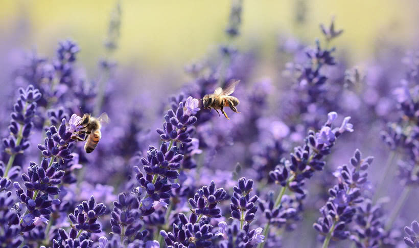 Lavender and bees